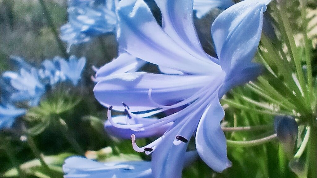 Contact Eco Misfits to enjoy content like this beautiful macro shot of a luscious blue flower.